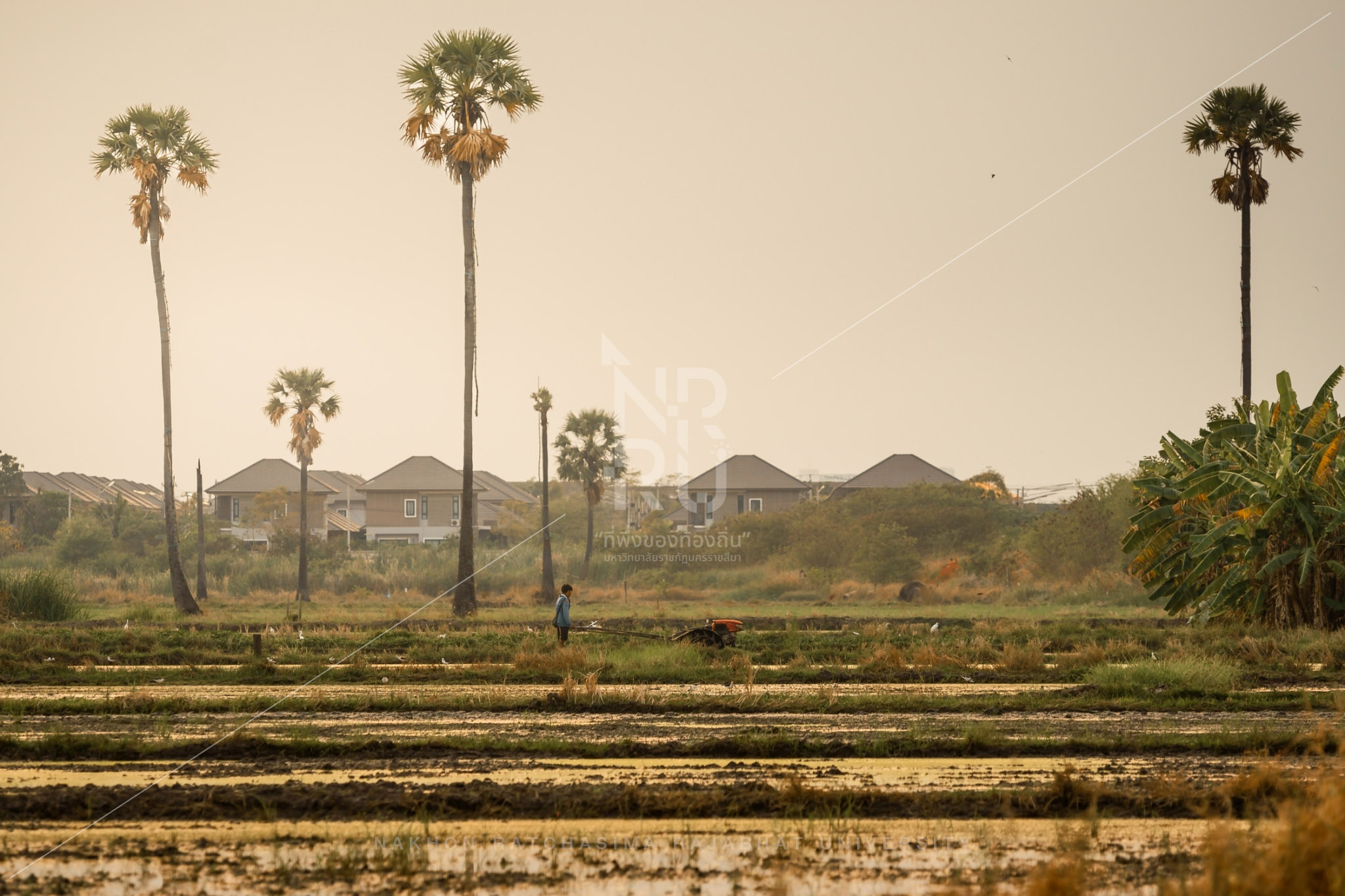 Rice Field in Talat Sub-District (17)
